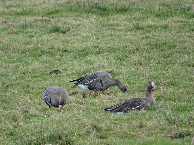 王强夺亚冬会越野滑雪男子个人短距离（传统技术）金牌.
