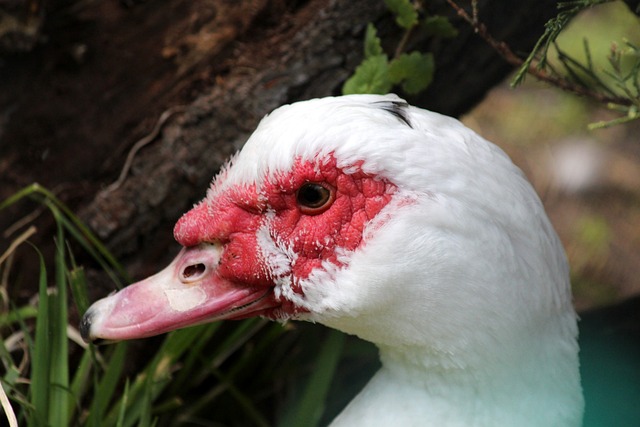 过去某些国 过去某些国