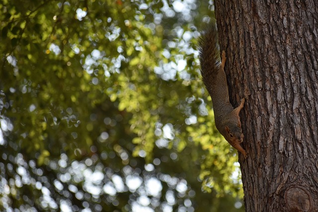 意指通过法 意指通过法